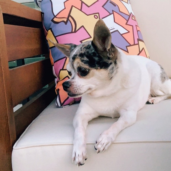 Hi! This is Pepper πΆ - Picture 2 of 3